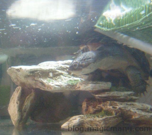 Blog de magicmanu : Aménagement de notre maison, Bassin de jardin - Les premiers poissons