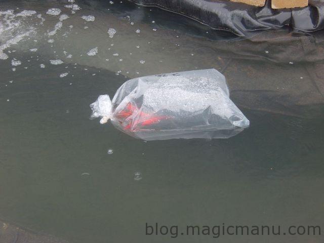 Blog de magicmanu : Aménagement de notre maison, Bassin de jardin - Les premiers poissons