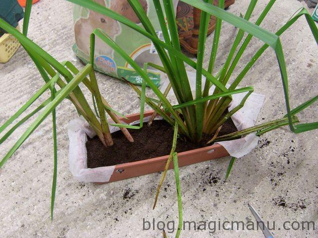 Blog de magicmanu : Aménagement de notre maison, Bassin de jardin - plantations