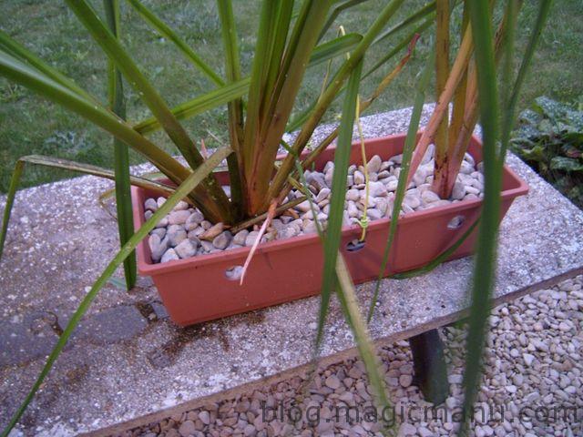 Blog de magicmanu : Aménagement de notre maison, Bassin de jardin - plantations