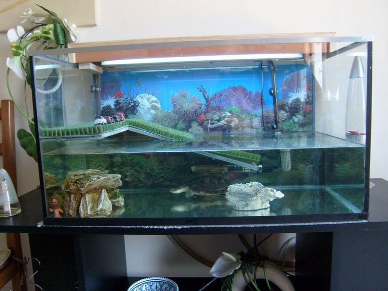 L'aquarium de MagicManu