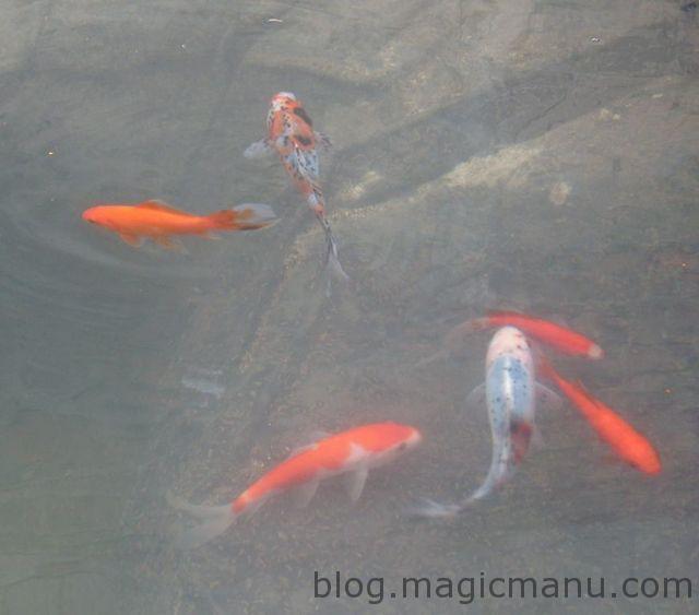 Blog de magicmanu : Aménagement de notre maison, Bassin de jardin - Les premiers poissons