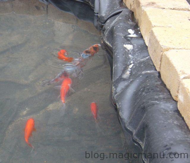 Blog de magicmanu : Aménagement de notre maison, Bassin de jardin - Les premiers poissons