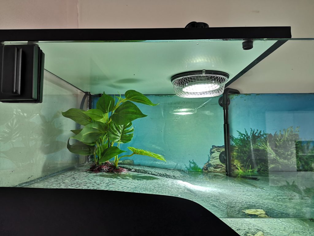 Aquarium pour promo tortue